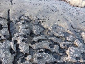 Limestone rock texture on the Gower coast