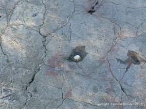 Limestone rock texture on the Gower coast