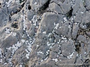 Limestone rock texture on the Gower coast