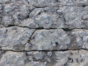 Limestone rock texture on the Gower coast