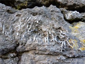 Limestone rock texture on the Gower coast