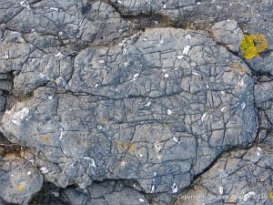 Limestone rock texture on the Gower coast