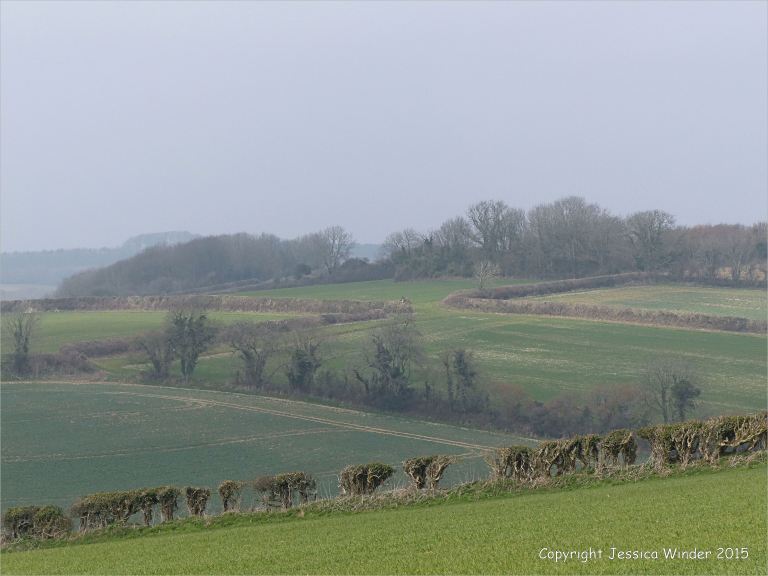 Agricultural countryside around Charlton Down in Dorset, England.