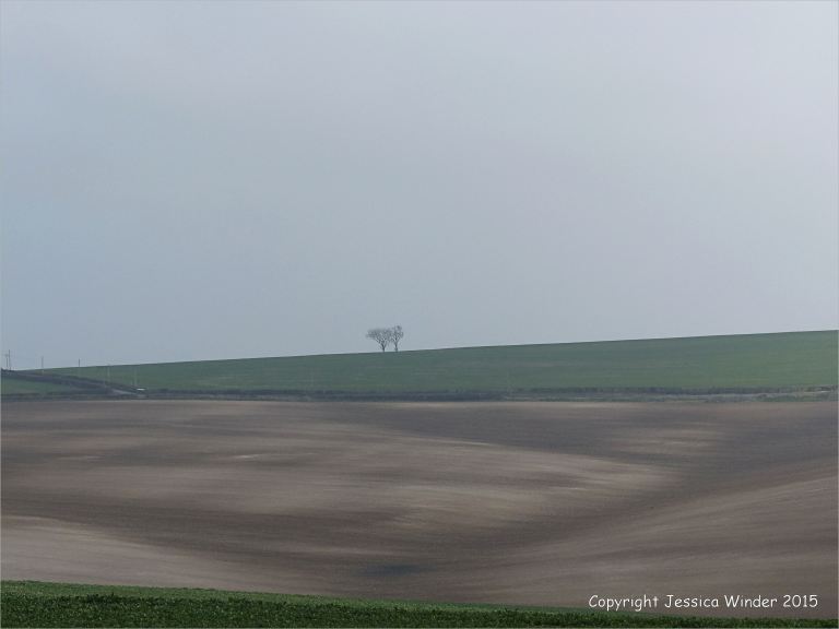 View of ploughed chalk field on the hill at Charlton Down