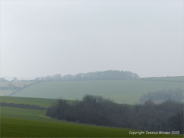 Mist-shrouded fields on Charlton Down in March.