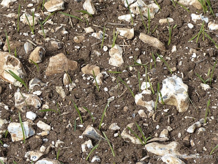 Green shoots sprouting among flint filled fields on Charlton Down
