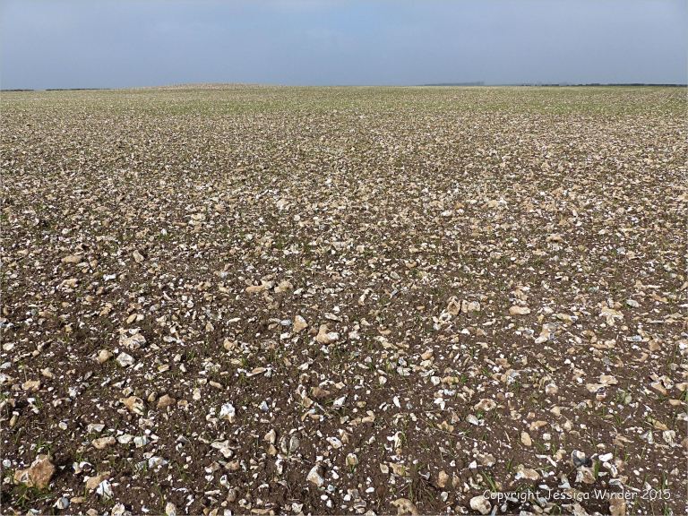 Green shoots sprouting among flint filled fields on Charlton Down