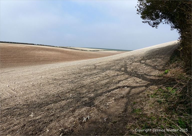 Hedgerow trees casting weak shadows on the pale turned soil of the intersecting slopes around Charlton Down