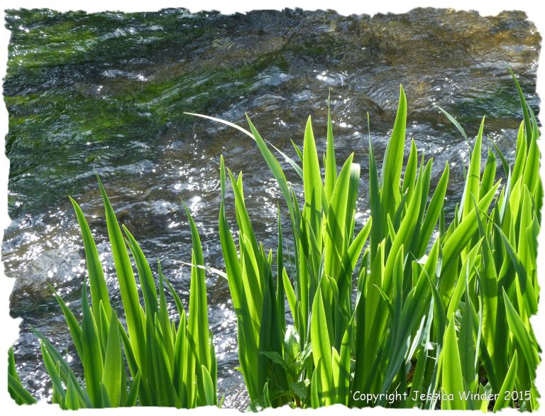 Plants on the bank of a small chalk river