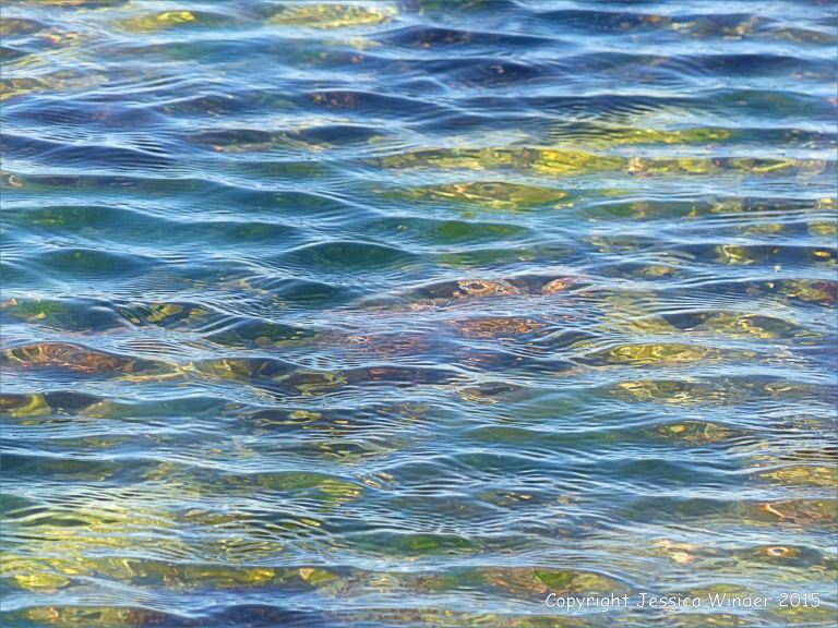 The distorting lens of rippled water in a seaweed-filled rock pool