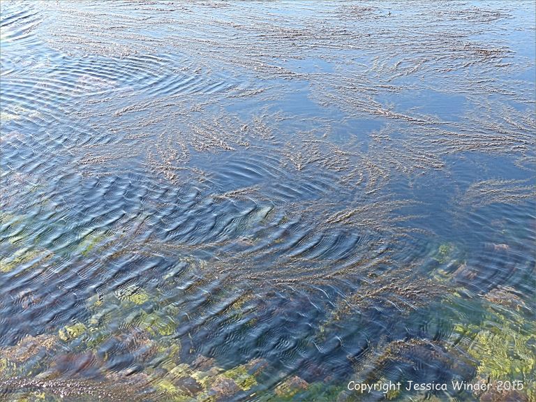 Common British seaweeds in a rock pool