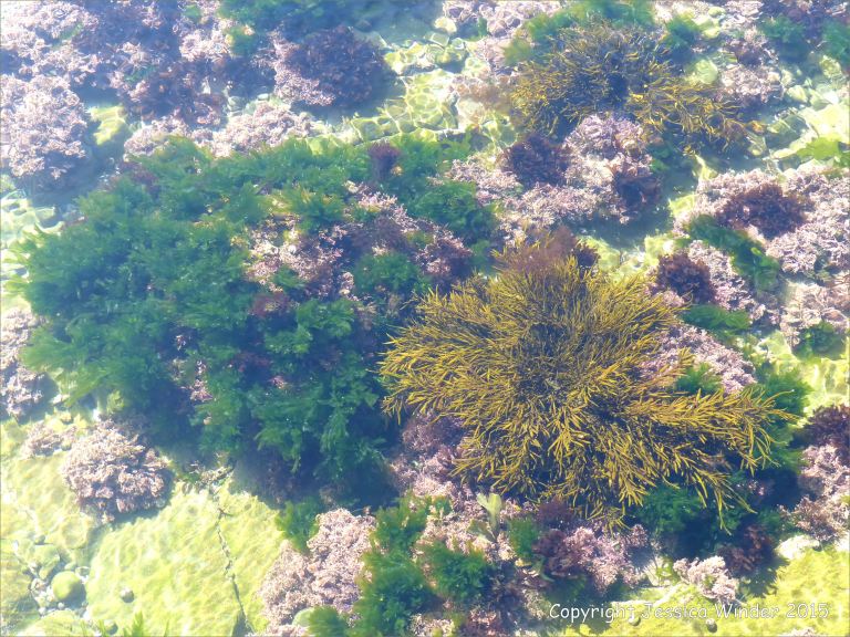 Common British seaweeds in a rock pool