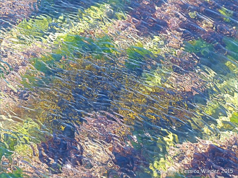 The distorting lens of rippled water in a seaweed-filled rock pool