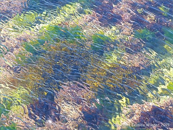 Studies in Ripples & Refraction – Jessica's Nature Blog