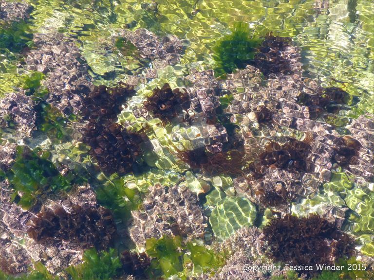 Common colourful British seaweeds in a rock pool on the Worms Head Causeway
