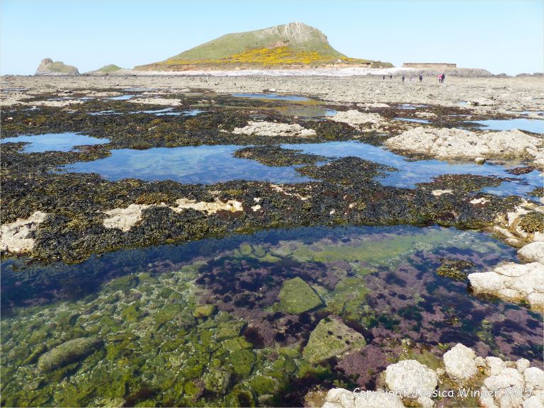 Rock pool on the Worms Head Causeway in Gower, South Wales