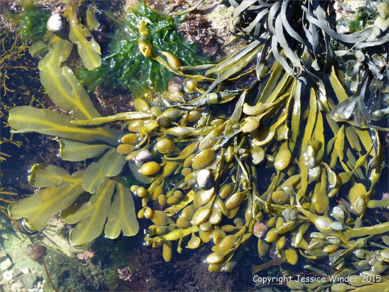 Common British seaweeds in a rock pool