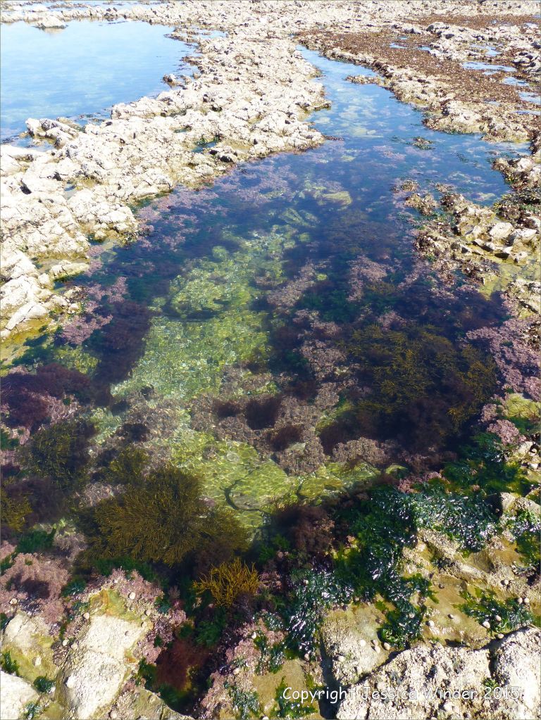 Common British seaweeds in a rock pool