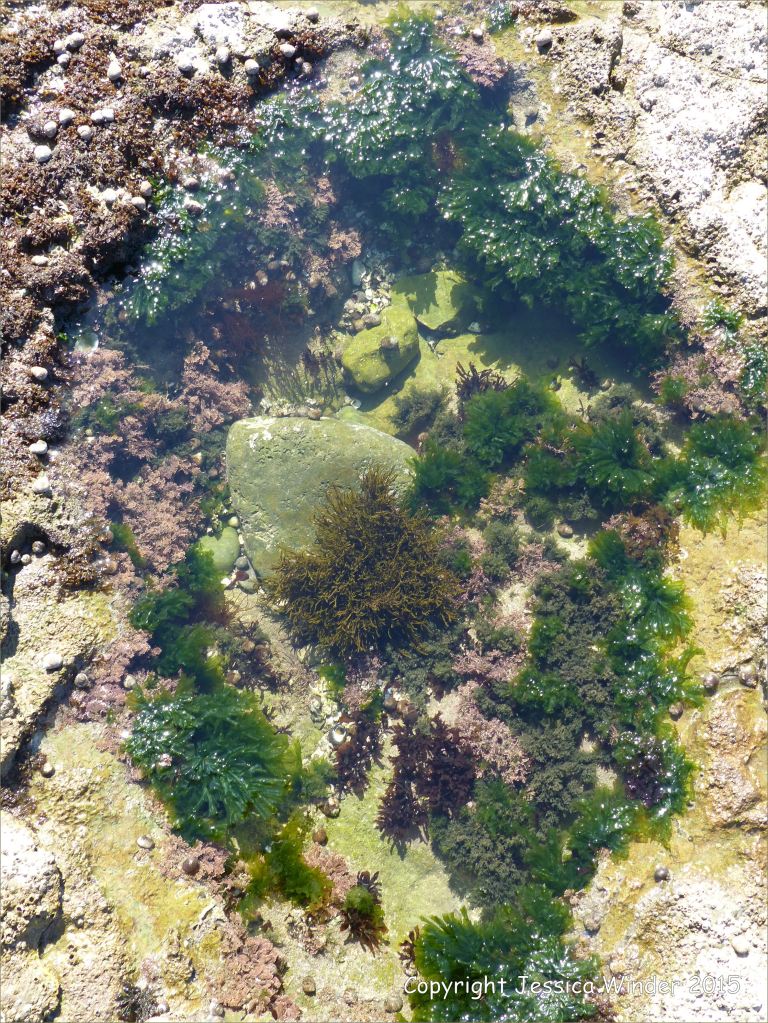Common British seaweeds in a rock pool