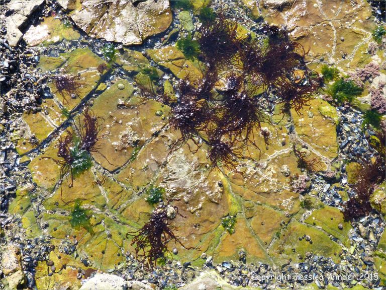 Common British seaweeds in a rock pool