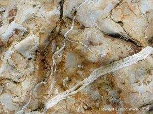 Detail of structure in a beach boulder