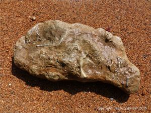 Beach boulder with fossils in wet shingle on the beach