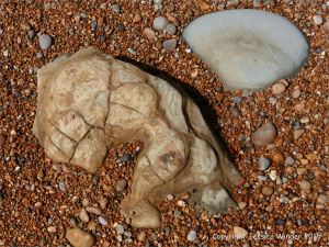 Beach boulders in shingle at the water's edge