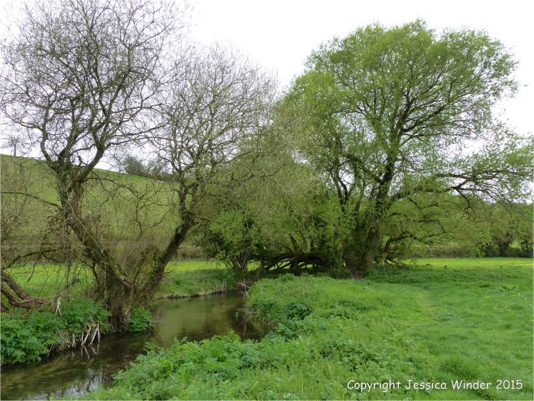 View looking north along the river in the Cerne Valley
