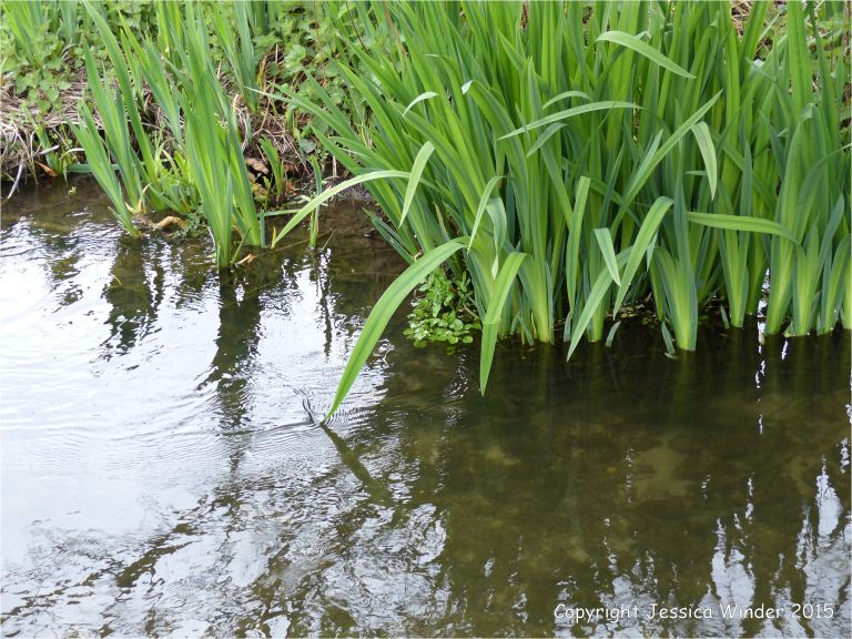 Stand of Yellow Flag leaves on the riverside