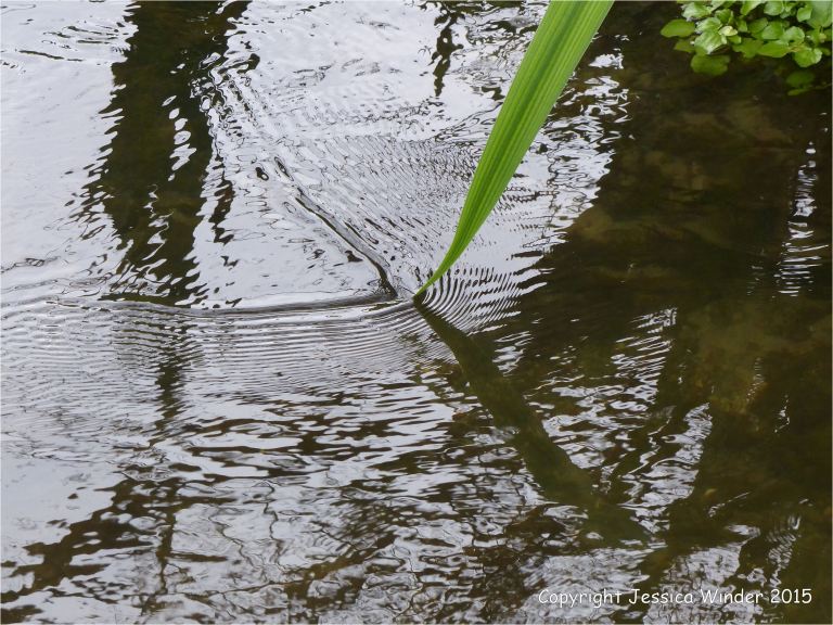 Leaf of Yellow Flag trailing in the water flow
