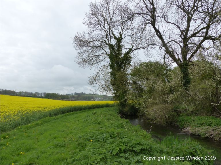 View looking south along the banks of the River Cerne