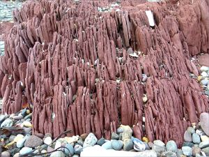 Red sandstone Devonian rocks on the seashore