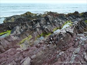 Red sandstone Devonian rocks on the seashore