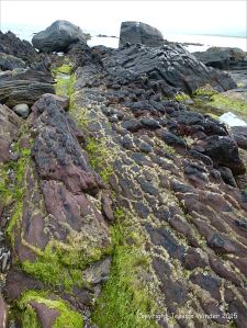 Red sandstone Devonian rocks on the seashore