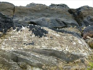 Devonian sandstone rocks on the seashore