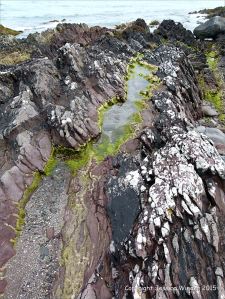 Devonian sandstone rocks on the seashore