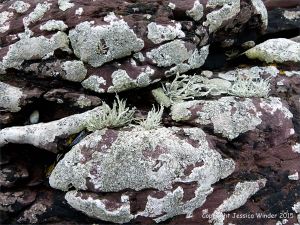 Devonian sandstone rocks on the seashore with lichens