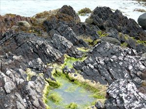 Devonian sandstone rocks on the seashore with black lichens and green algae-filled pool lichens