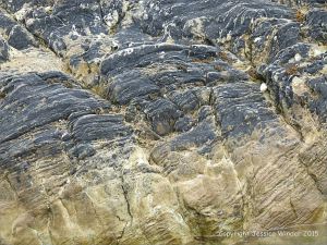 Devonian sandstone rocks on the seashore
