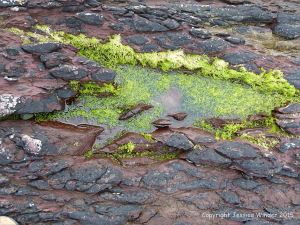 Devonian sandstone rocks on the seashore