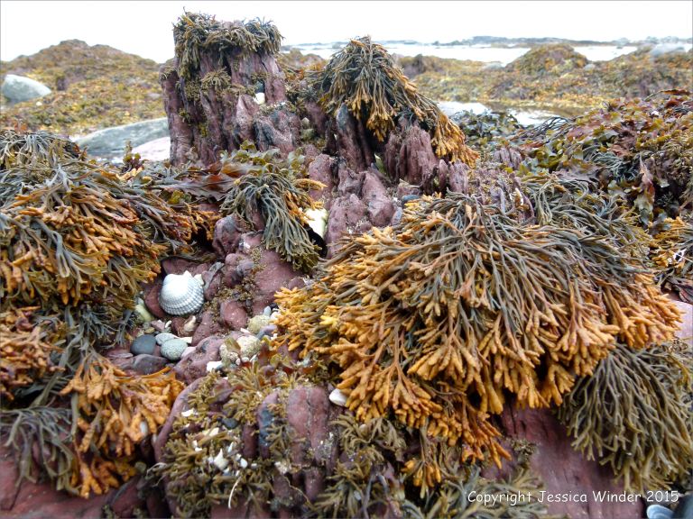 Red Devonian sandstone rocks at the beach with fucoid seaweeds