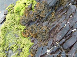 Devonian sandstone strata with black lichens, fucoid seaweed and green algae