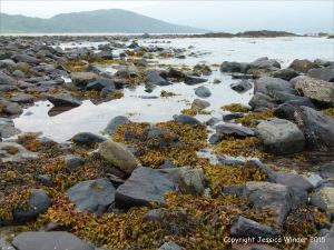 Seaweeds growing on Devonian sandstone at the water's edge in Fermoyle