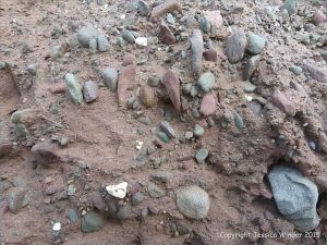 Close up of the composition of Devonian conglomerate in a beach boulder