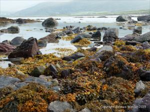 Seaweed covered rocks on the Fermoyle shore