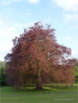 Copper beech tree with new leaves