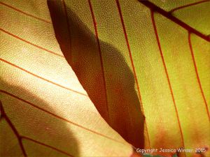 Light shining through beech leaves
