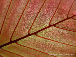 Light shining through a beech leaf