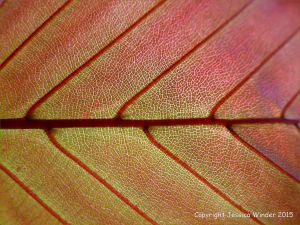 Light shining through a beech leaf