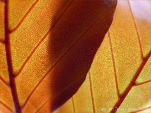 Light shining through beech leaves